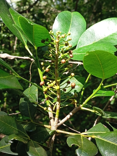 Pilocarpus racemosus, photograph 3