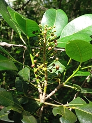 Pilocarpus racemosus, photograph author not stated, no rights reserved