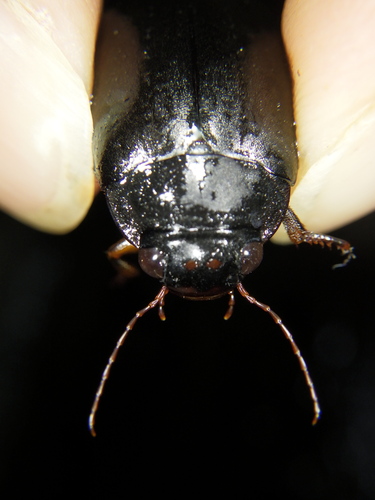 Meladema lepidoptera