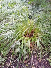 Carex pendula