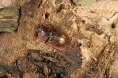 Lobiopa insularis