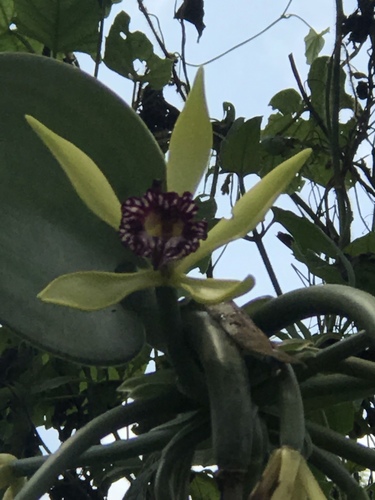 Vanilla imperialis, photograph 2