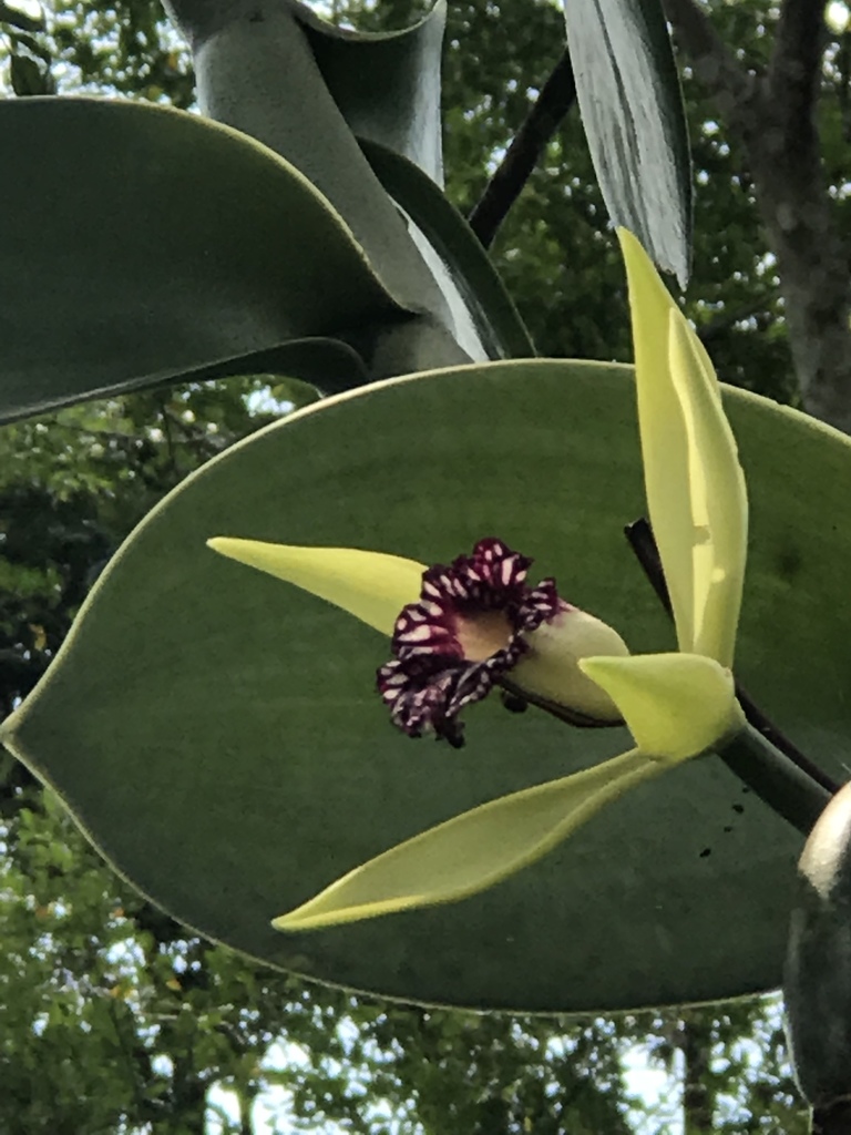 Vanilla imperialis