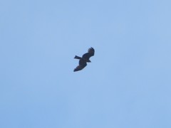 Milvus migrans