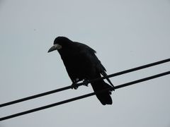 Corvus frugilegus