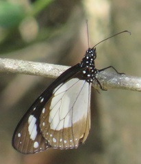 Amauris ochlea ochlea