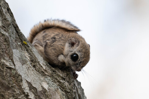 Siberian Flying Squirrel