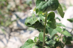 Aphis fabae solanella