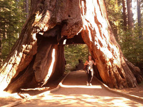 giant sequoia