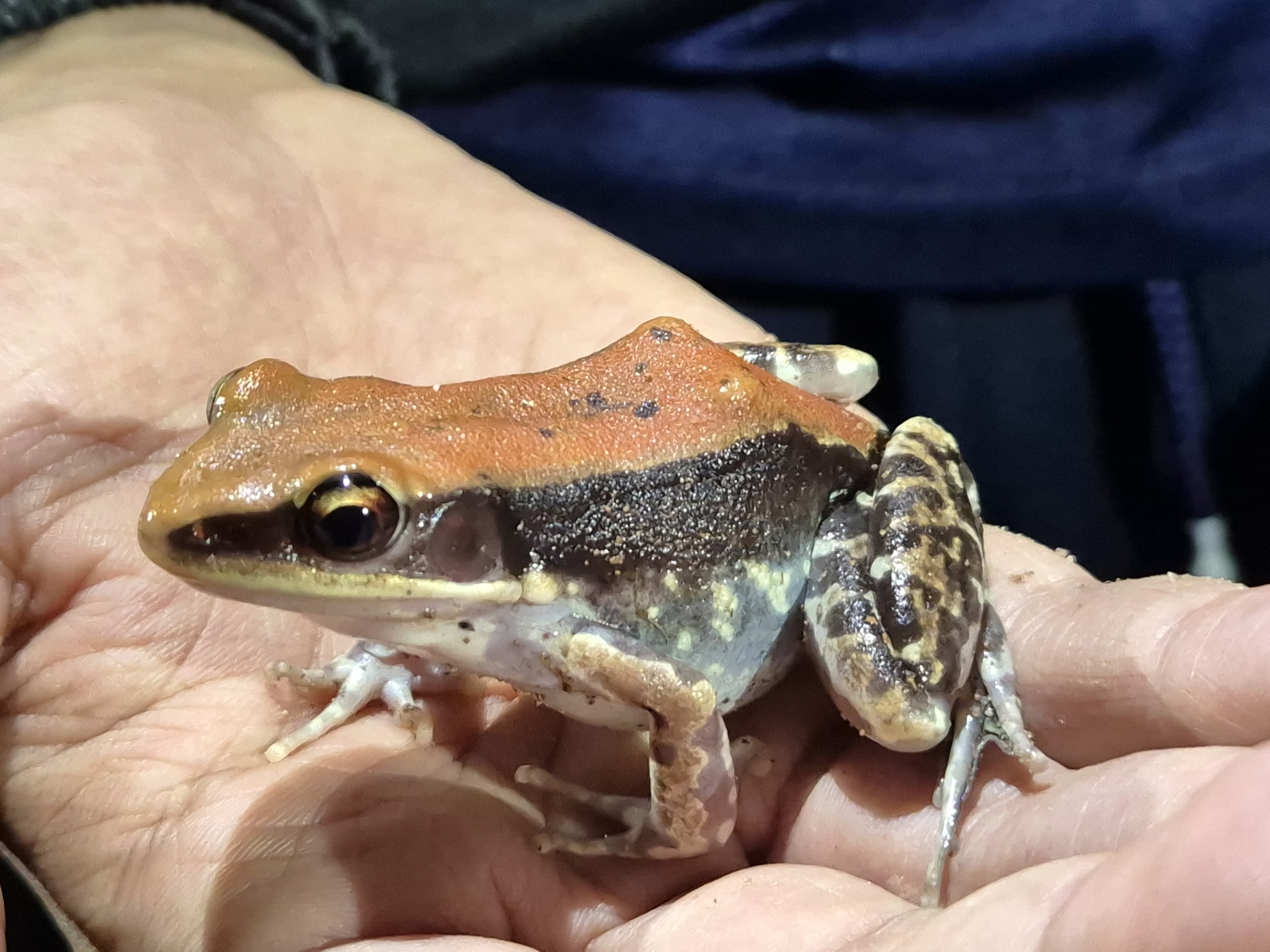 Malabar Fungoid Frog
