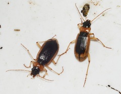 Nebria livida