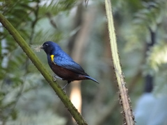 Euphonia pectoralis