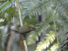 Euphonia pectoralis