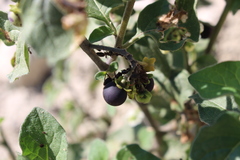 Aphis fabae solanella