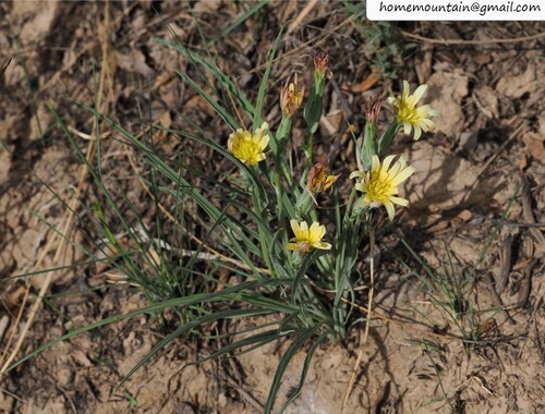 Scorzonera sinensis