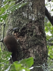 Xiphocolaptes albicollis