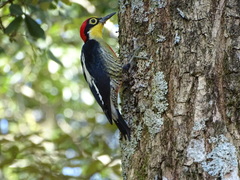 Melanerpes flavifrons