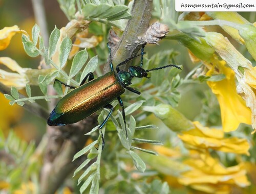 Lytta caraganae