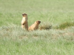 Marmota bobak