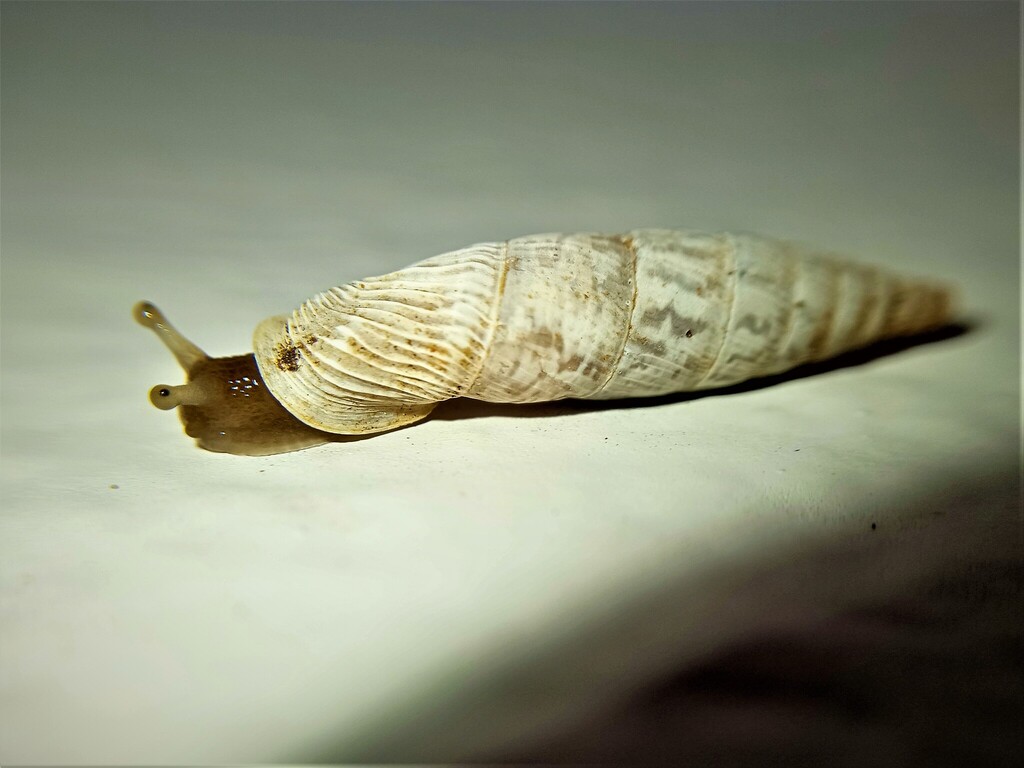 Arcadian White-Door-Snail