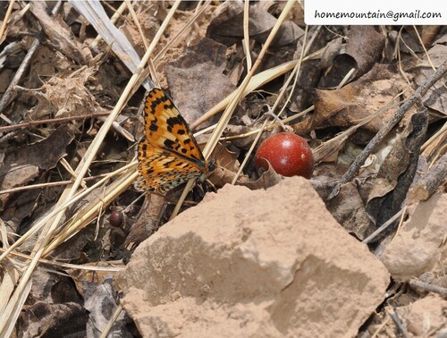 Melitaea romanovi
