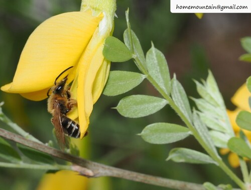 Andrena callopyrrha