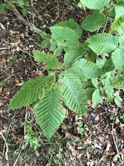Fagus grandifolia