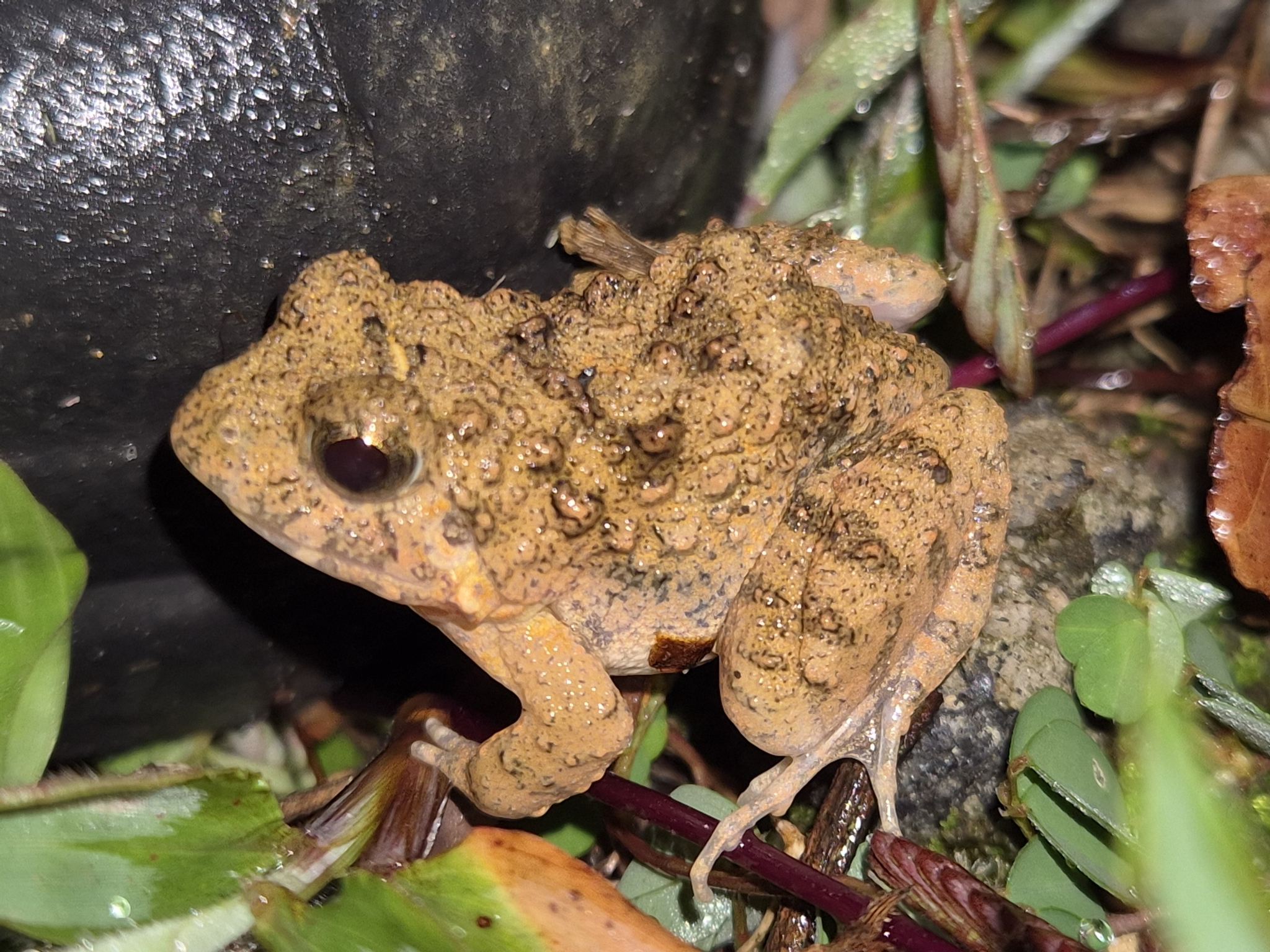 Rufescens Cricket Frog