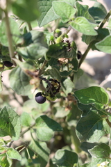 Aphis fabae solanella