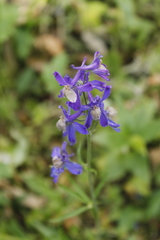 Delphinium sutherlandii