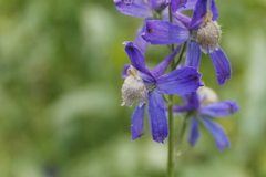 Delphinium sutherlandii