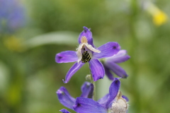 Delphinium sutherlandii