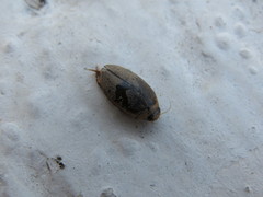Thermonectus succinctus