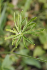 Delphinium sutherlandii