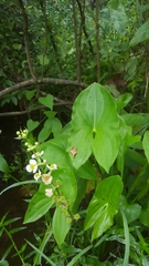 Sagittaria australis