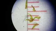 Sagittaria australis