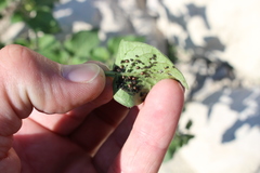 Aphis fabae solanella