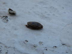 Thermonectus succinctus