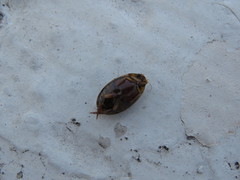 Thermonectus succinctus