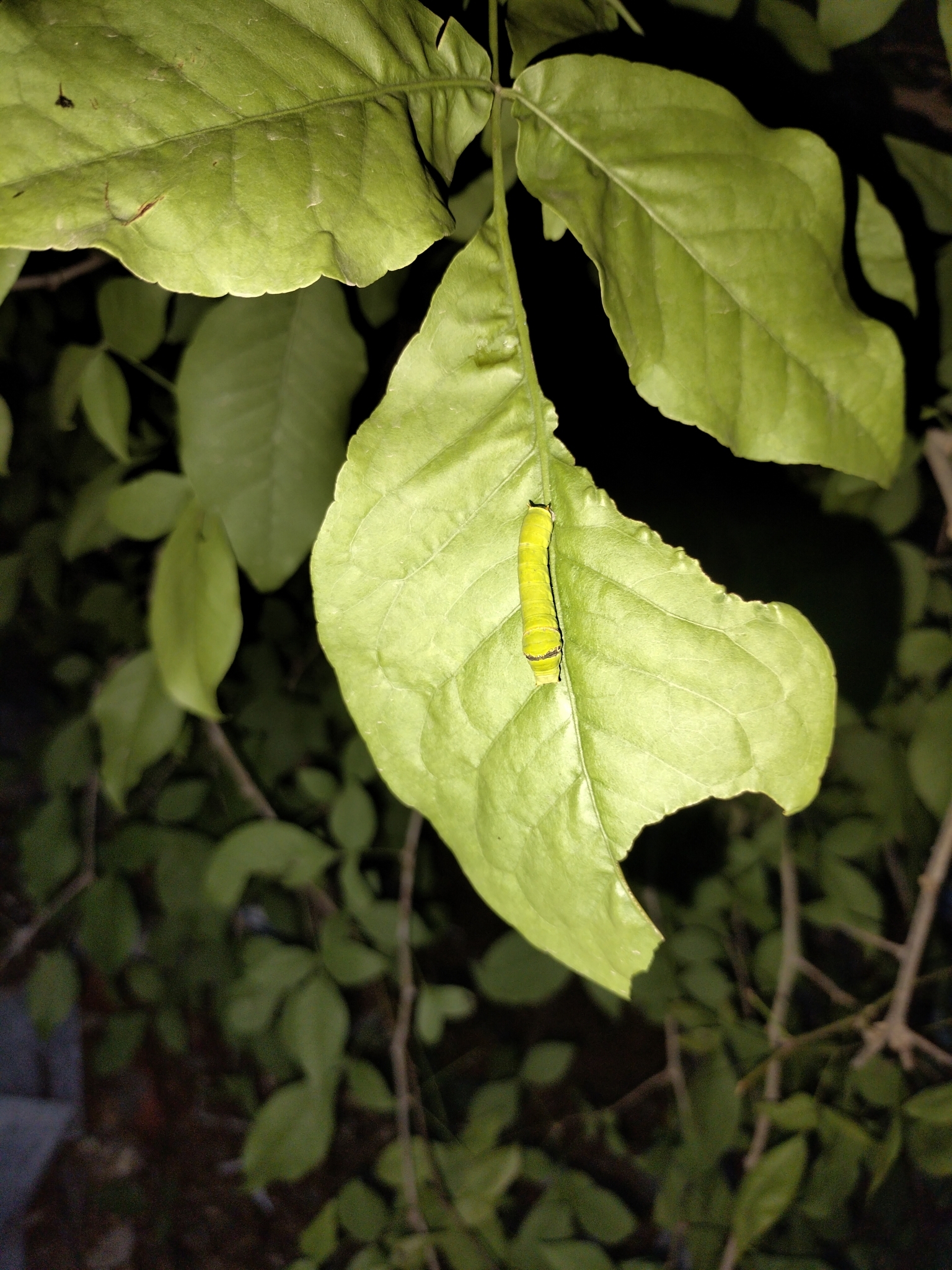 Lime Swallowtail