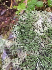 Pilophorus acicularis