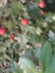 Crataegus monogyna