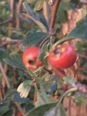 Crataegus monogyna