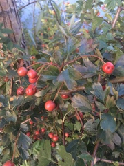 Crataegus monogyna