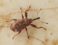 Anthonomus bituberculatus