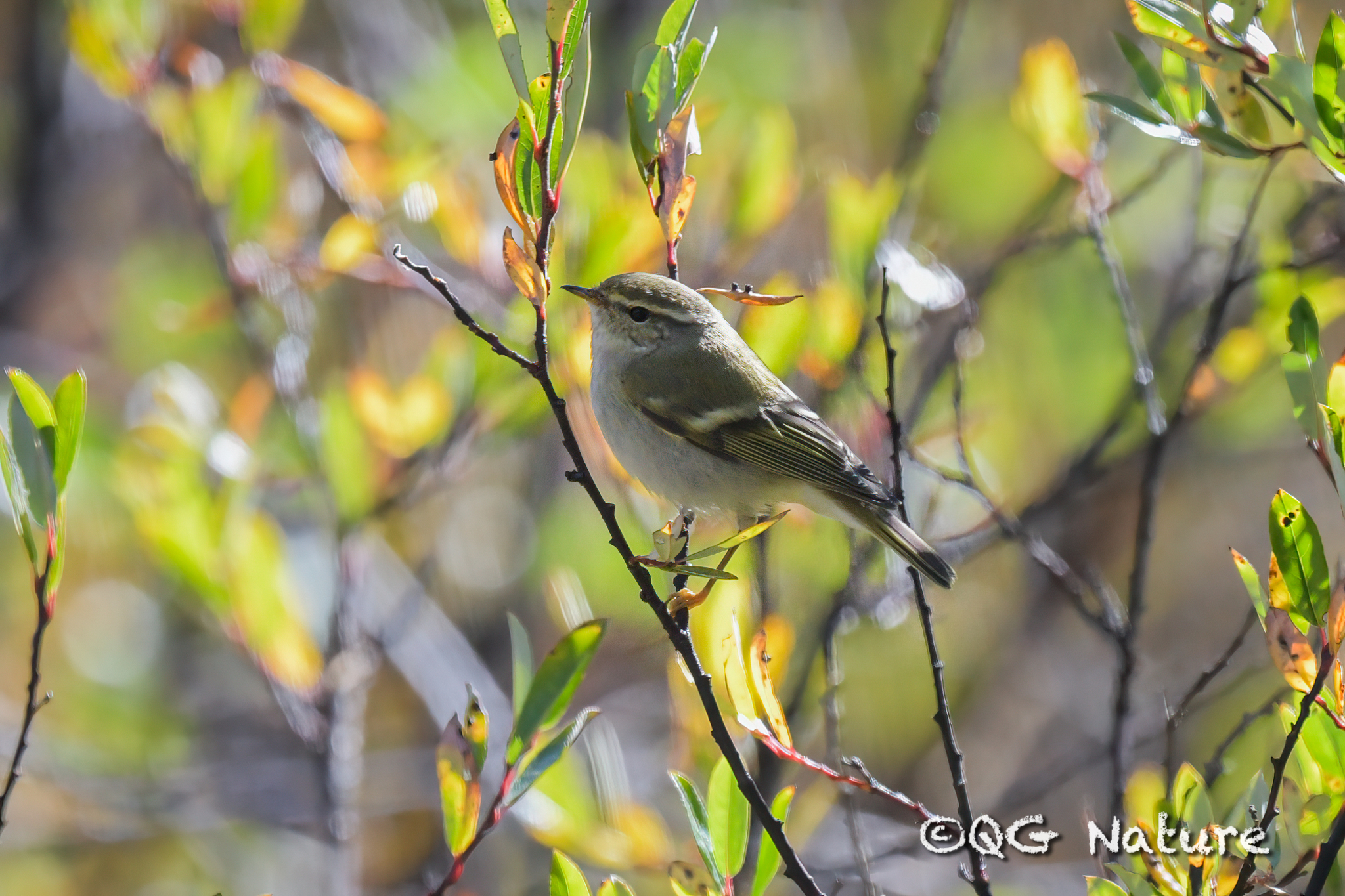Hume's Leaf Warbler