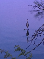 Ardea cinerea