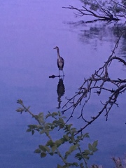 Ardea cinerea