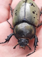 Dynastes hyllus