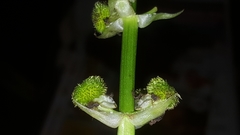 Sagittaria australis